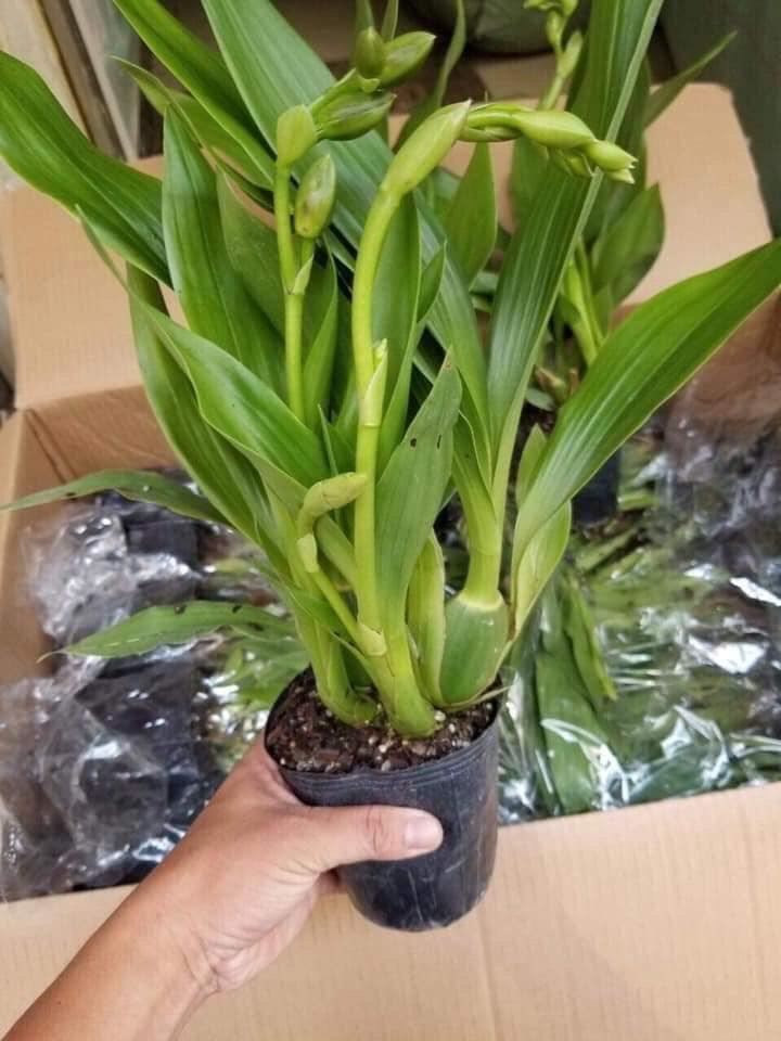 Lan vũ nữ cá m.ập, chậu trưởng thành, hoa từ tháng 8 tới tết, nở hoa 3 lần liên tiếp - VNCP