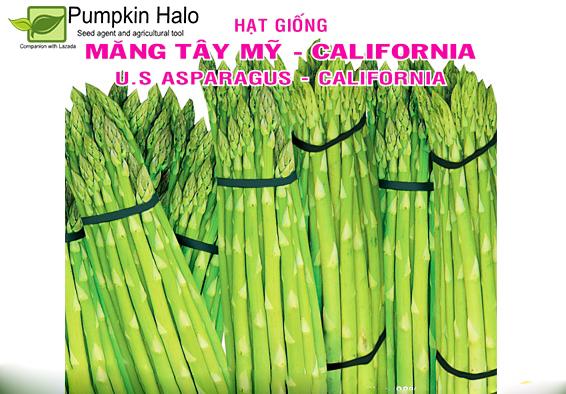 [HCM]GÓI 2GRAM -HẠT GIỐNG U-S-A  MĂNG TÂY XANH- CALIFORNIA HƠN 110 HẠT .