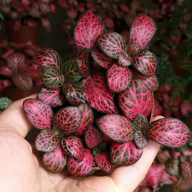 Cây Cẩm Nhung Để Bàn- Cẩm Nhung Đỏ