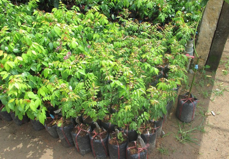 KHẾ NGỌT siêu quả, NGỌT THƠM - hàng cây giống F1 + Tặng 2 Cây Quế Giống