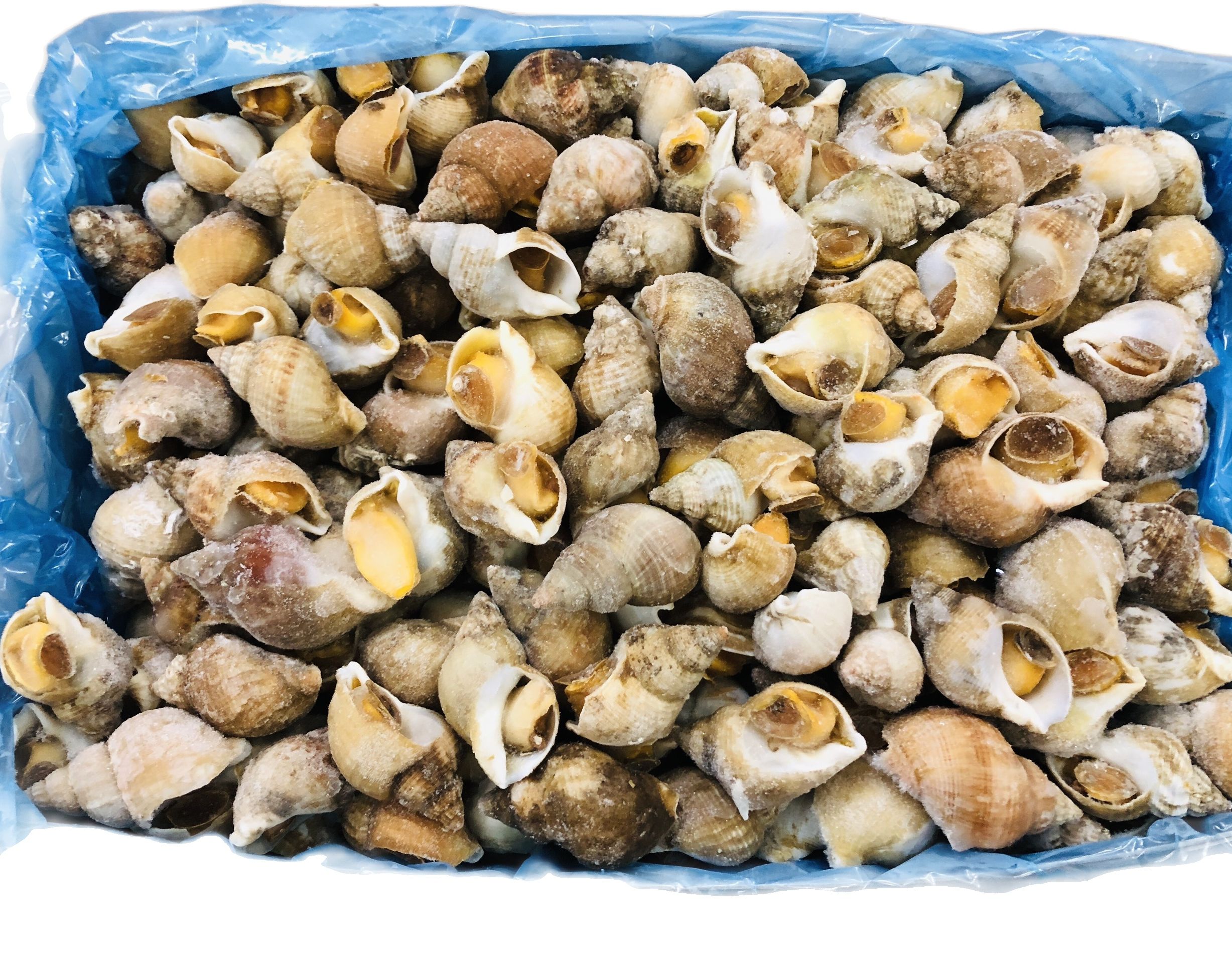 [GIAO NHANH 2H HCM] Giá sỉ 1KG Ốc Bulot Sofrimar size 30-50 -Hải sản kỳ hà