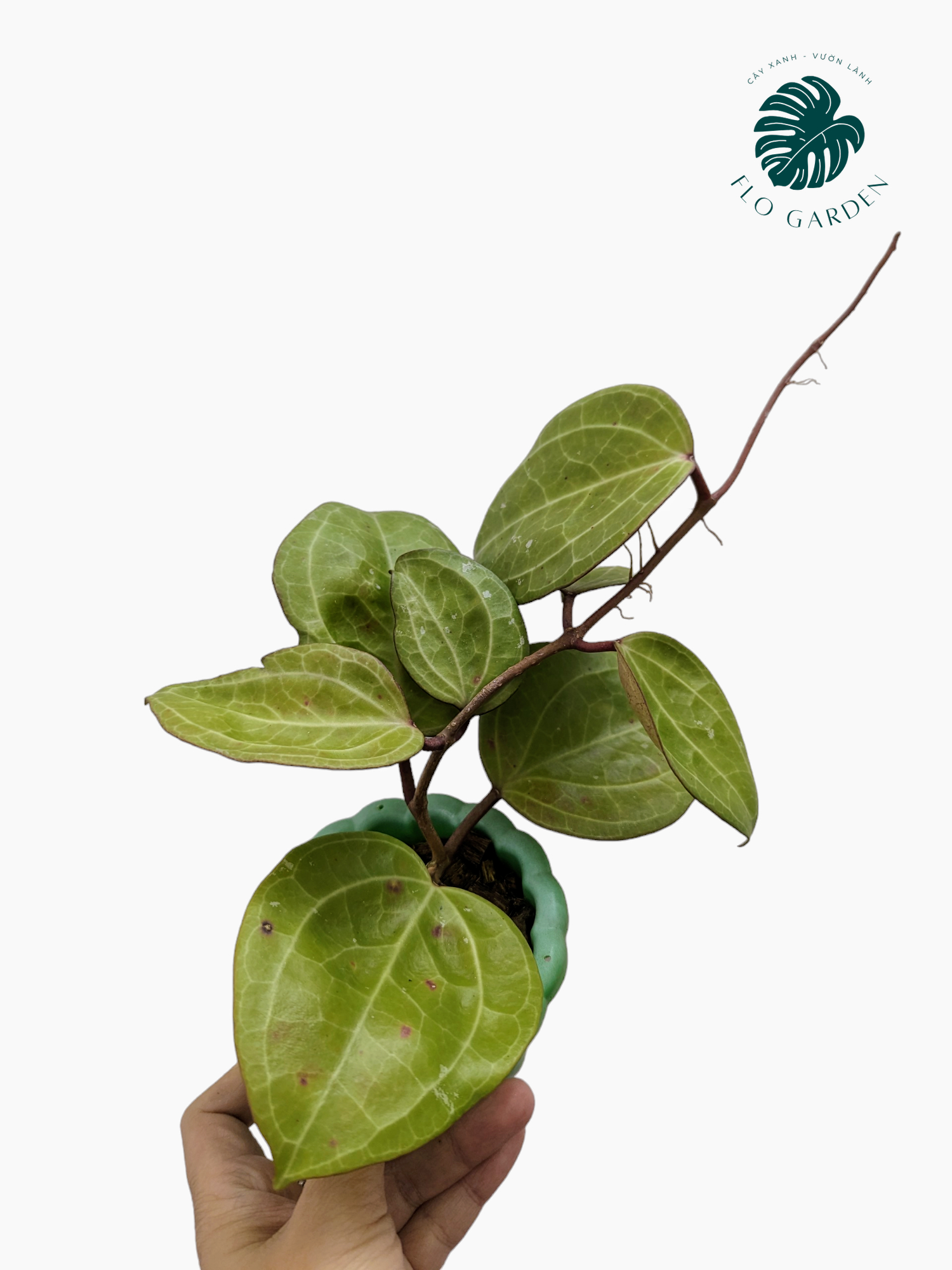 Cẩm cù Hoya Sarawak: Lá đẹp, hoa rất thơm