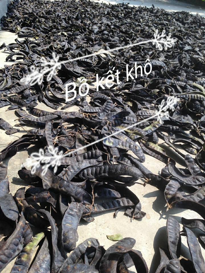 1kg bồ kết khô nghệ an