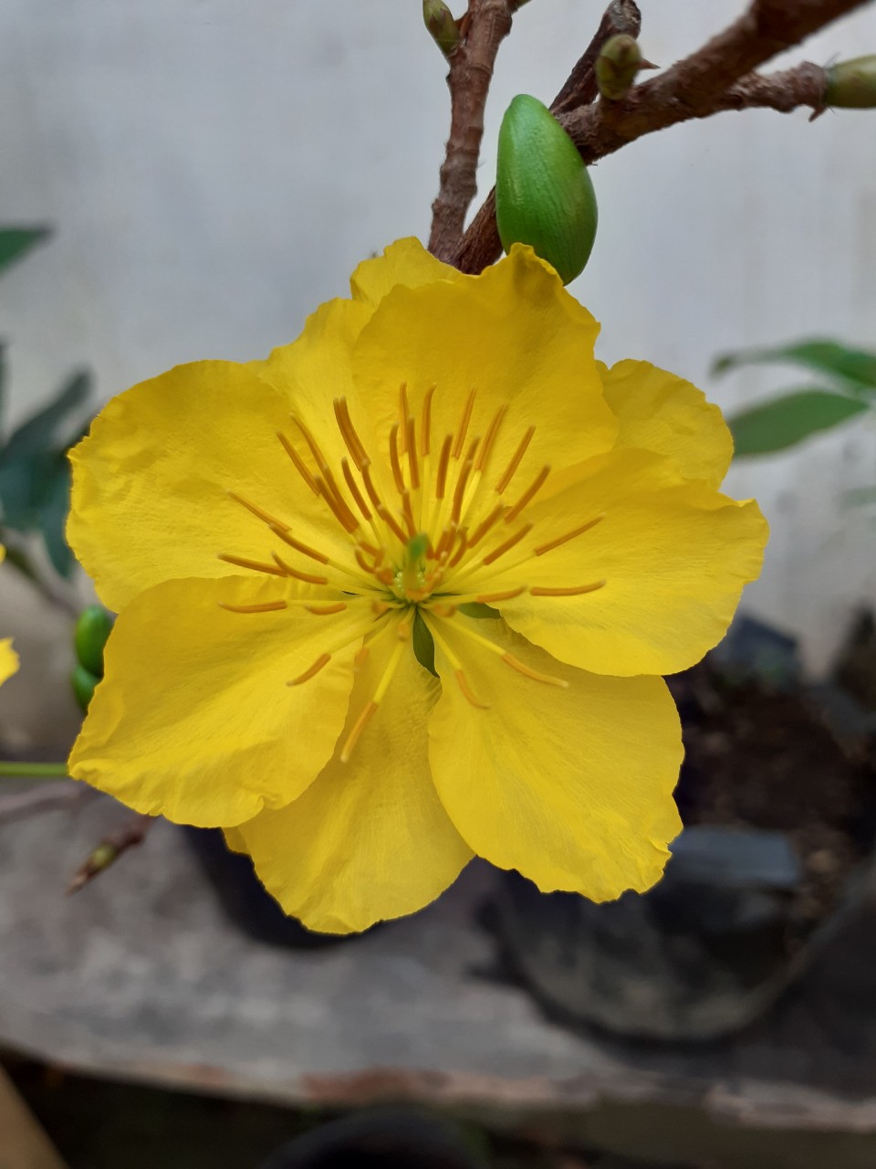 2 Cây Mai Giảo Phú Tân