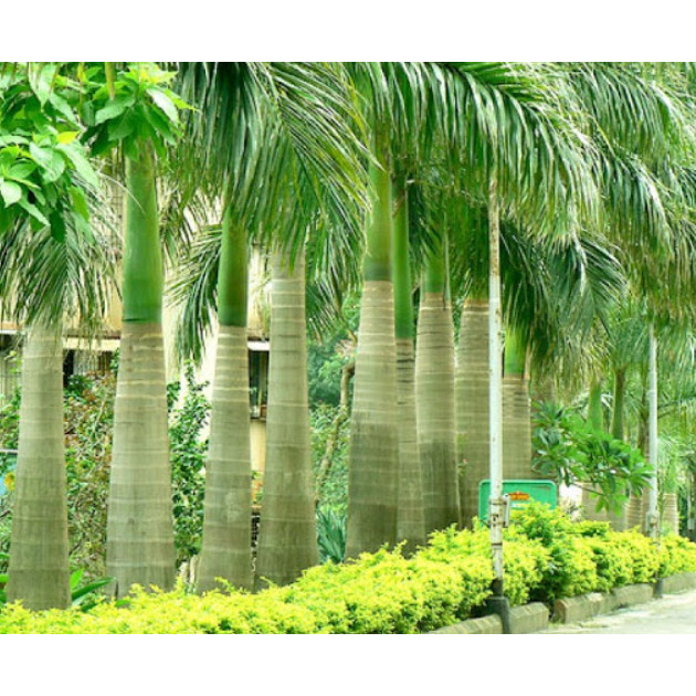 Cây giống cau vua
