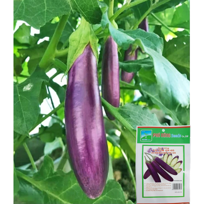 [HCM]Hạt Giống Cà Tím Dài F1 Cao Sản Phú Nông - Giống Tốt Sai Quả Dễ Trồng Trồng Quanh Năm Độ Nảy Mầm Cao VTNN Nông Điền Trang