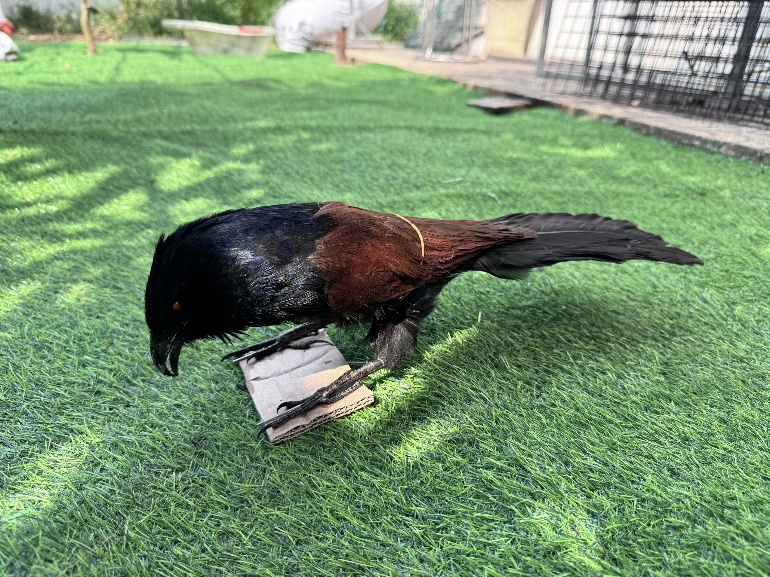 Bìm bịp giả hiệu quả khi bẫy ( bơm keo cực đẹp như con thật, bảo hành 2 năm không hư )