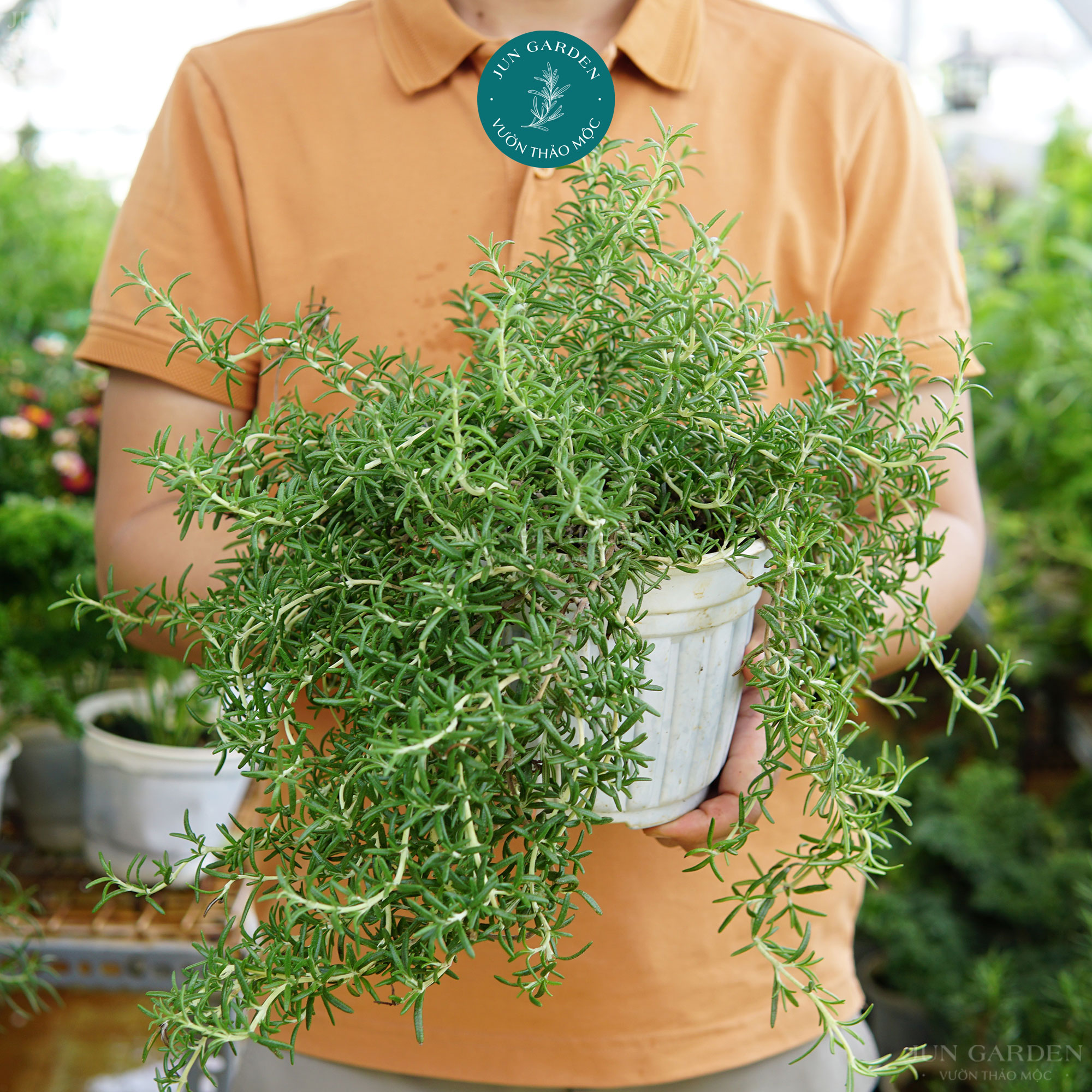 Hương thảo rũ hàn jun garden giống hương thảo mới tại sài gòn