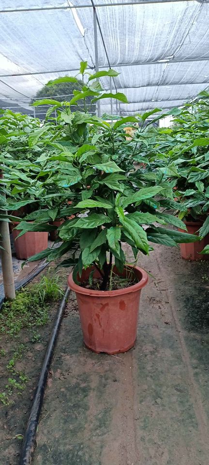 [Viện Công Nghệ Sinh Học Nông Lâm] CÂY GIỐNG " Dạ Ngọc Minh Châu "