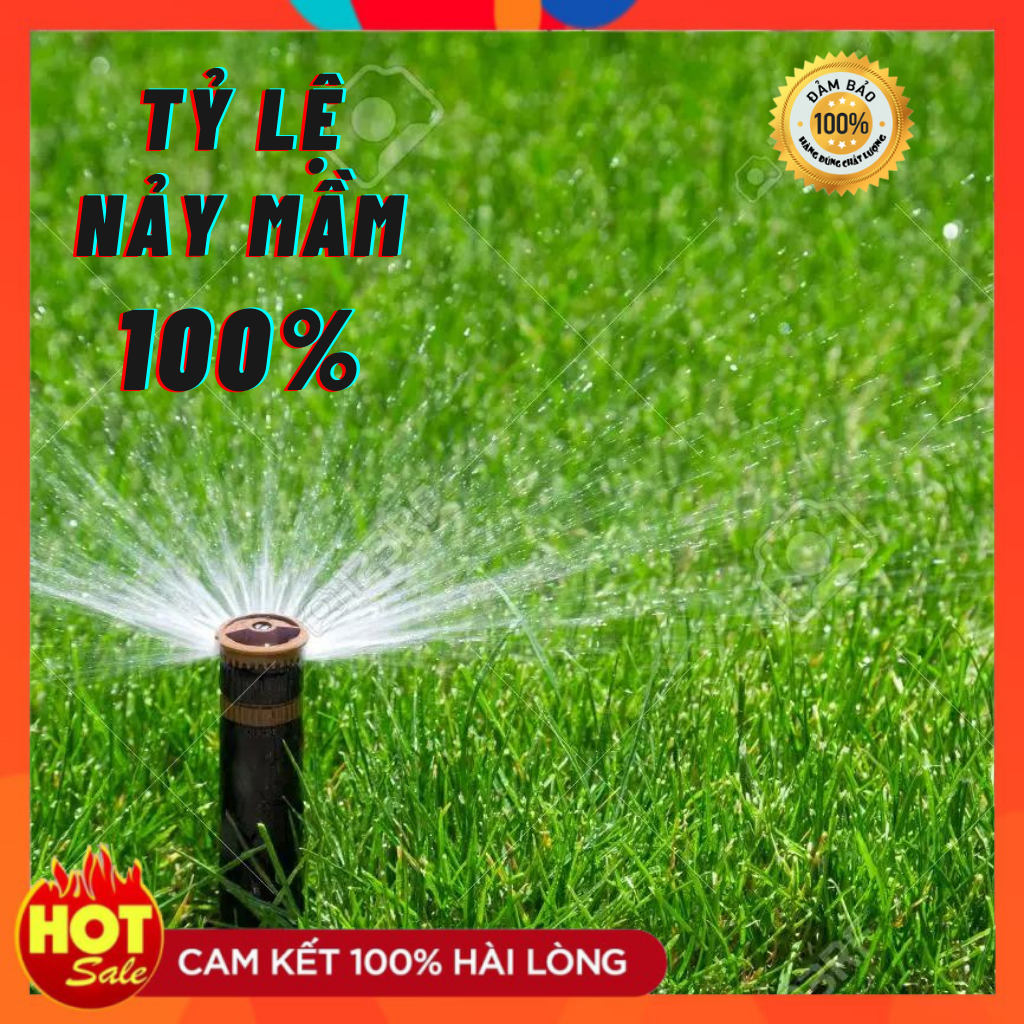 Gói 500 Hạt Cỏ Nhung Nhật Trồng Sân Vườn Tỷ Lệ Nảy Mầm Cực Cao