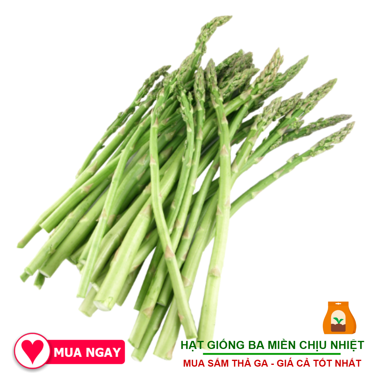 Hạt giống măng tây 0.2 gram