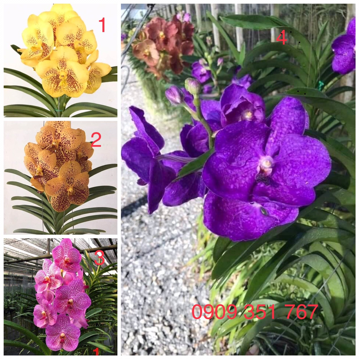 Hoa lan Vanda Chuẩn Màu - Cây Con Cao 10-15cm