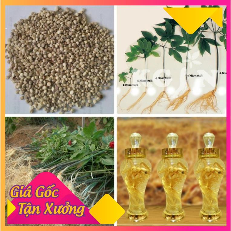 Khu vườn hạt giống cây nhân sâm .