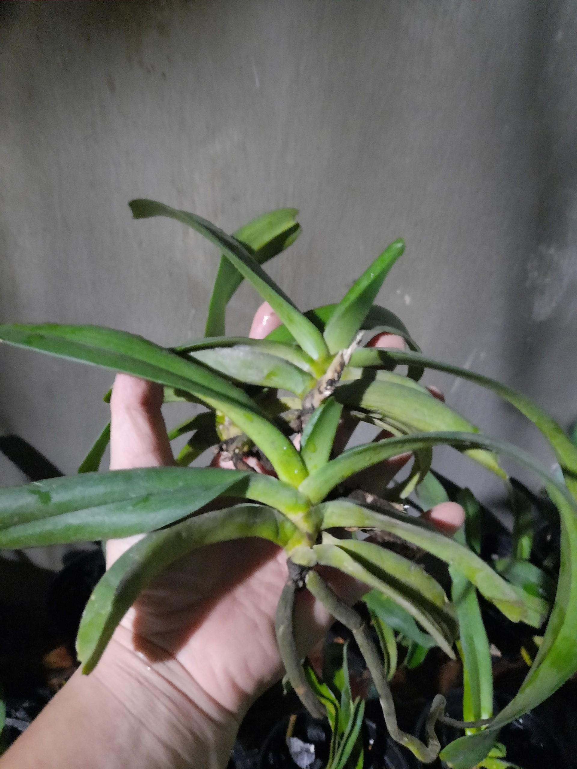 Cây giống Lan rừng ngọc điểm