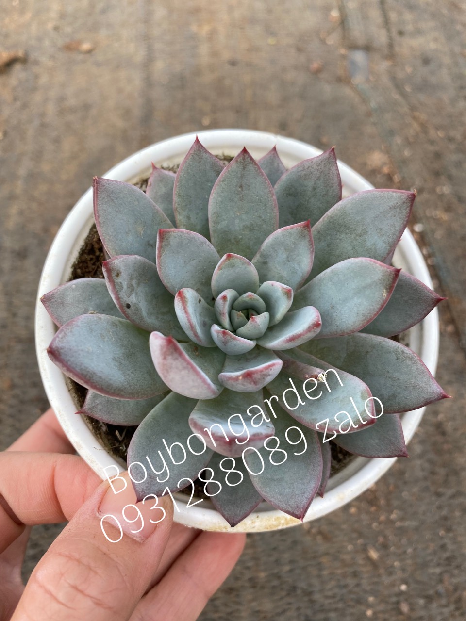 CÂY SEN ĐÁ BIRD TÍM , CHIM TÍM CHẬU 9CM [FreeShip] [Ảnh thật] [Có sẵn]