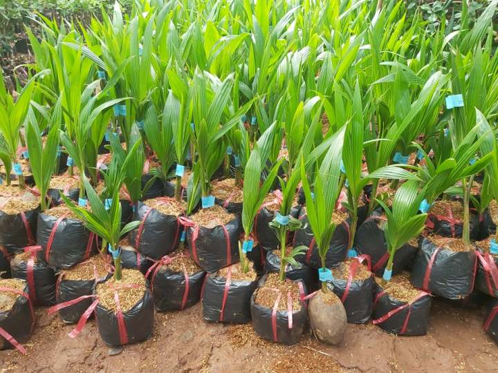 Dừa Xiêm Dứa, nước thơm mùi dứa _ cây giống