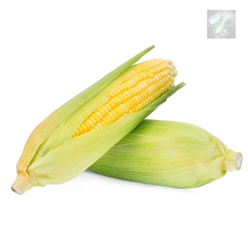 [Seeds] Hạt giống Bắp ngọt Rado236, đóng gói 5gr