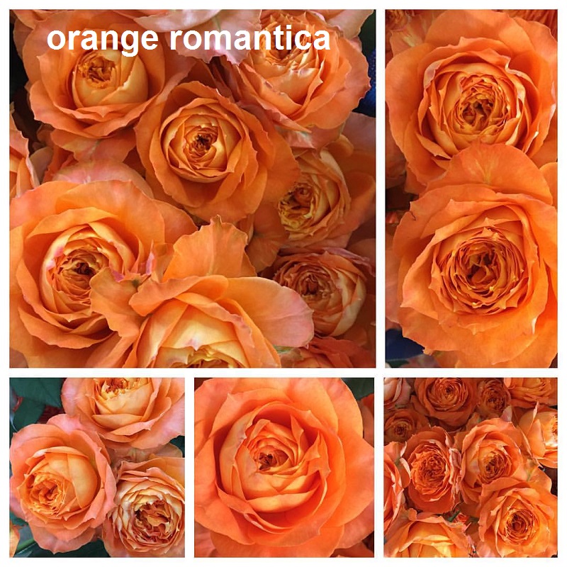 Hoa hồng ngoại thân gỗ tree mini Orange Romantica Rose