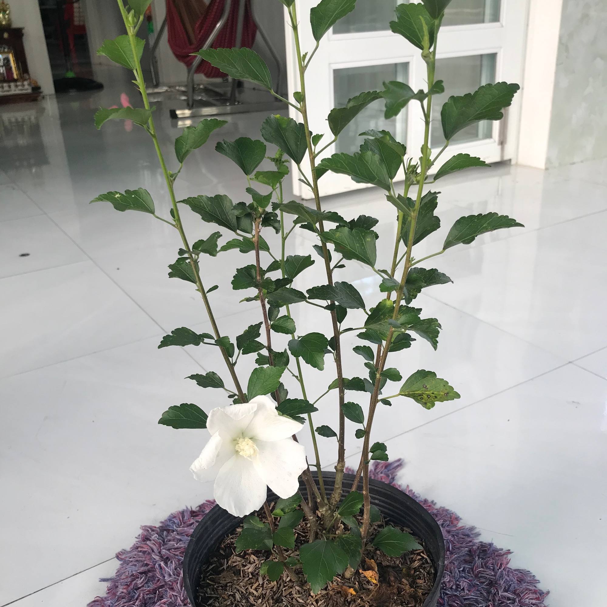 caykiengsadec - Hoa dăm bụp hoa trắng + tặng phân bón cho cây mau lớn - hoa kiểng lá - cây phong thủy - trang trí nội thất cảnh quan ngoài trời