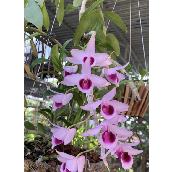 Hoa phong lan phi điệp tím đậm hoà bình