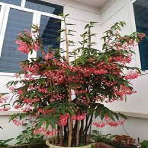 Chậu cây trúc pháp cây đang hoa rất đẹp