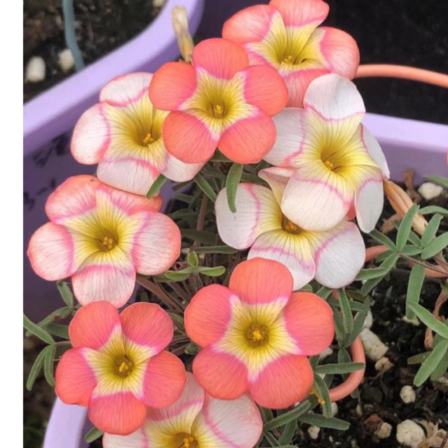 Củ hoa oxalis dòng hoa sớm, thân mảnh mai