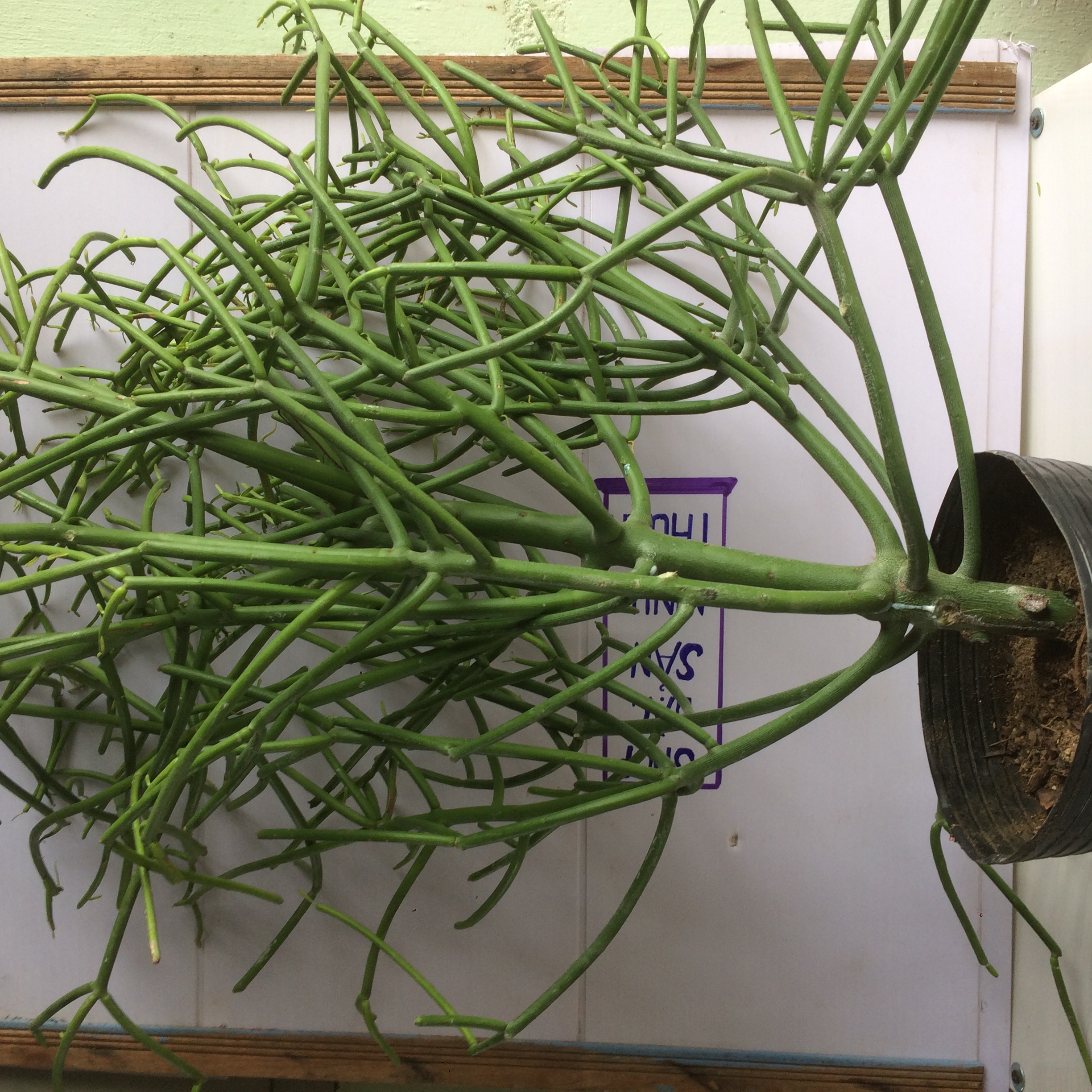 1 Chậu Cây Giao hỗ trợ giảm đau xương khớp và viêm xoang - Herba Euphorbiae Tirucalli