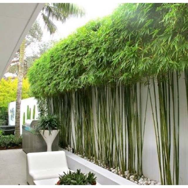 (FREESHIP Từ 50K) Cây trúc quân tử cao trên 2m trồng hàng rào tuyệt đẹp