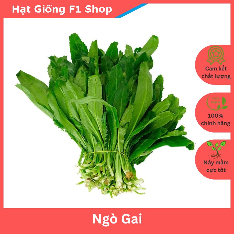 Hạt Giống Rau Ngò Gai Thơm Ngon