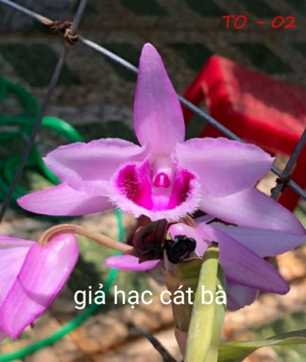 combo 2 cốc giả hạc cát bà