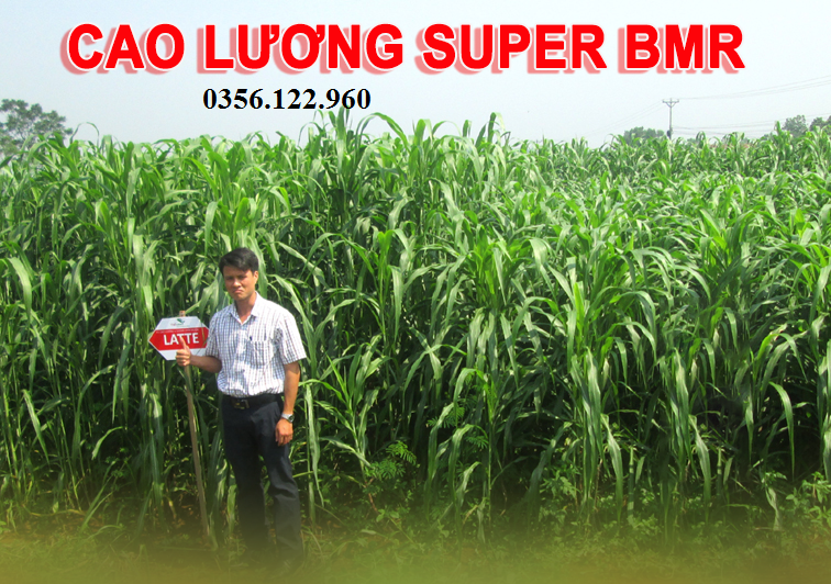 Hạt giống cỏ chăn nuôi sudan super bmr-1kg