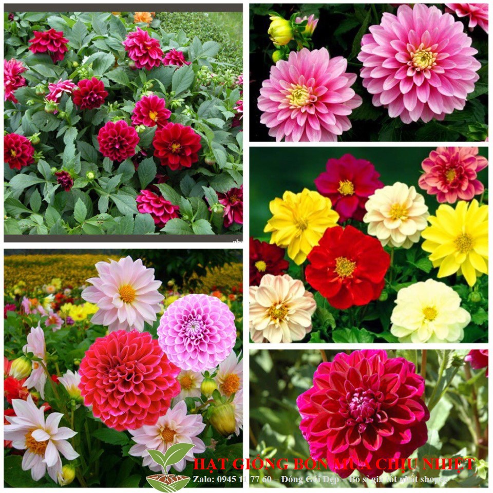 20A Hạt Giống Hoa Thược Dược Lùn Mix Thược Dược Kép Lùn Trồng Chậu 4 Mùa Gói 20 Hạt Đến Mùa Trồng Tết