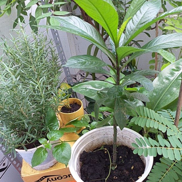 Cây Xương Sông cao trên 30cm