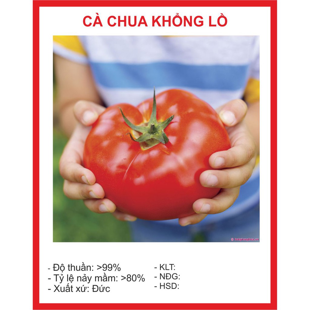 Hạt giống cà chua khổng lồ 20 hạt