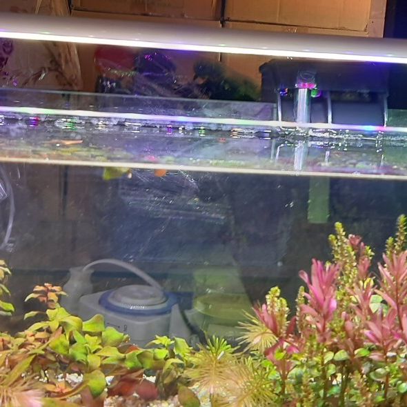 COMBO hồ cá đúc uốn cong 2 mặt trước cac canh duoc mai vi tinh bể cá thuỷ sinh dài 3525 sản phẩm như hình