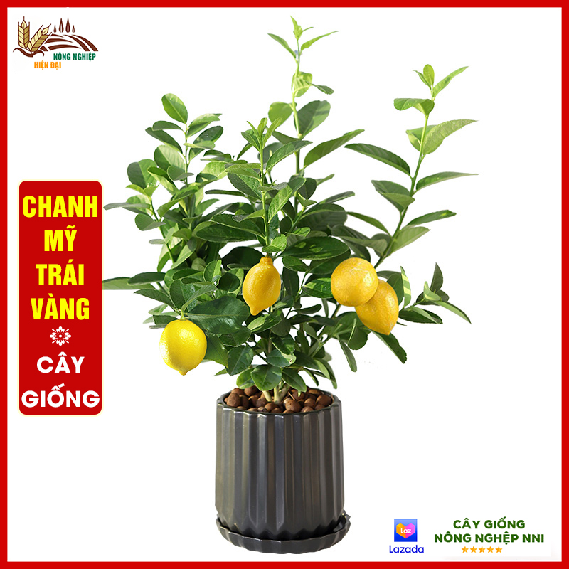 Cây chanh Mỹ trái vàng - cây giống trồng chậu, trồng vườn nhanh ra trái thân cao từ 60cm - 80cm dễ sinh trưởng QD57