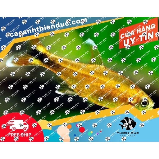 Phụ Kiện Thủy sinh - Cá Neon Các Loại