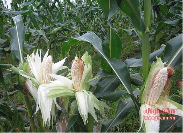 Hạt giống bắp nếp trắng dẻo - gói 100 gram