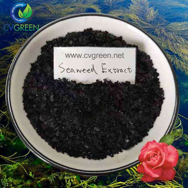 [HCM]Bột rong biển (Seaweed extract powder) dạng bột vảy tan 100% (gói 1kg)