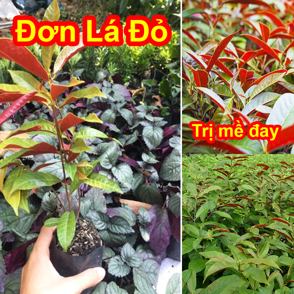 Cây giống đơn lá đỏ, mề đay, mẩn ngứa