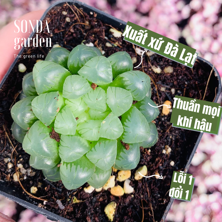 SEN ĐÁ KIM CƯƠNG HAWORTHIA COOPERI SIÊU KHỎE LỖI 1 ĐỔI 1