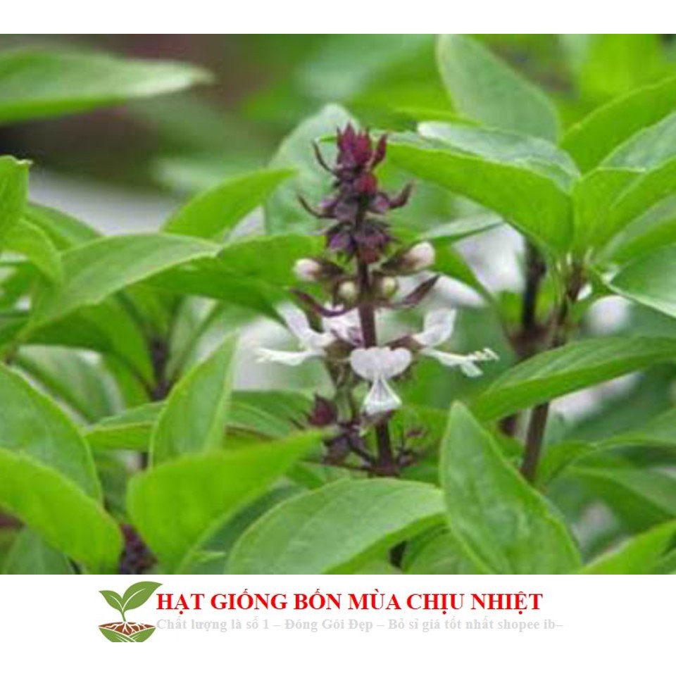82A 100 Hạt Giống Húng Quế (Ocimum Basilicum