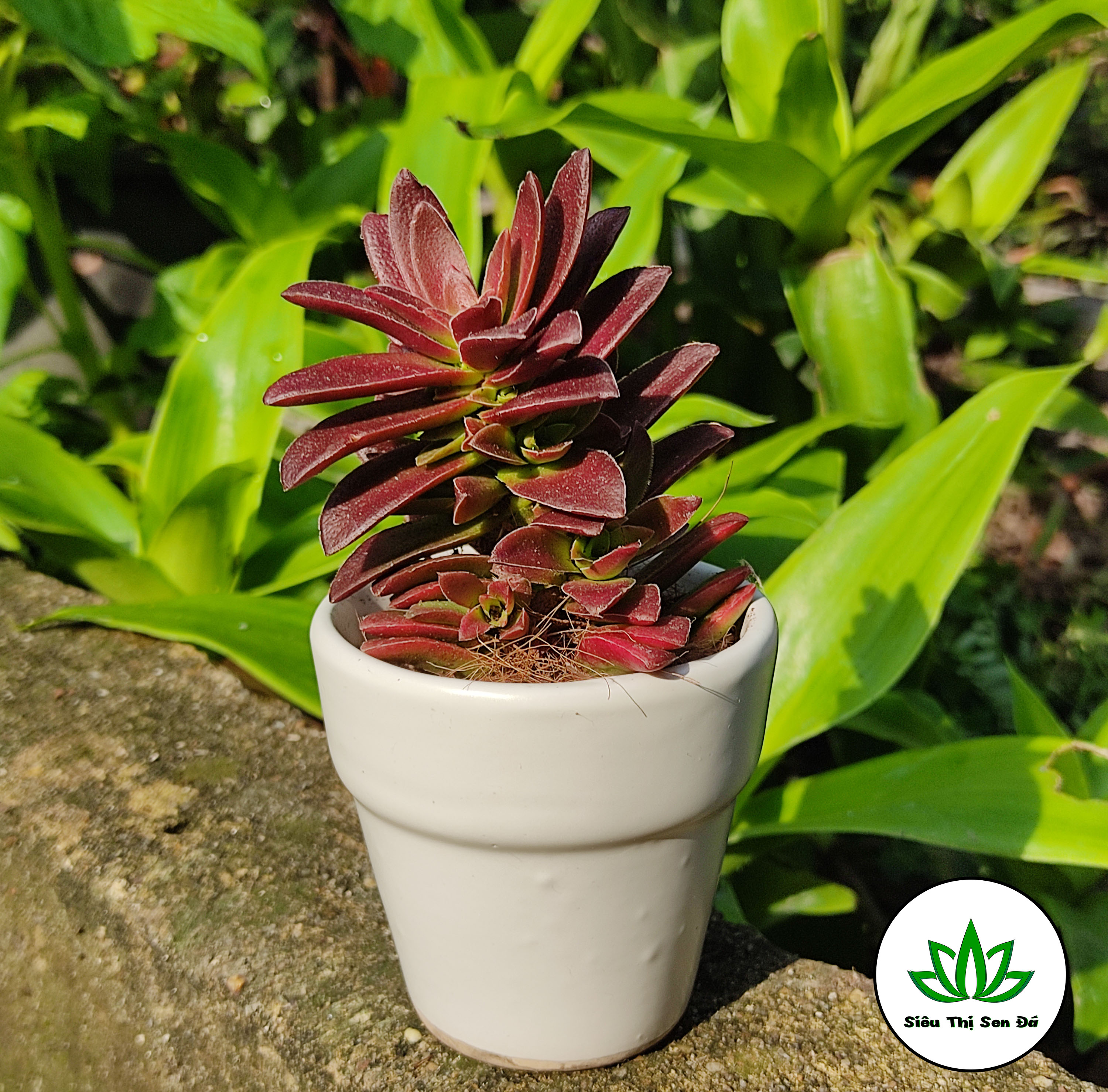 Sen đá tứ phương tím đà lạt đường kính 5-7cm