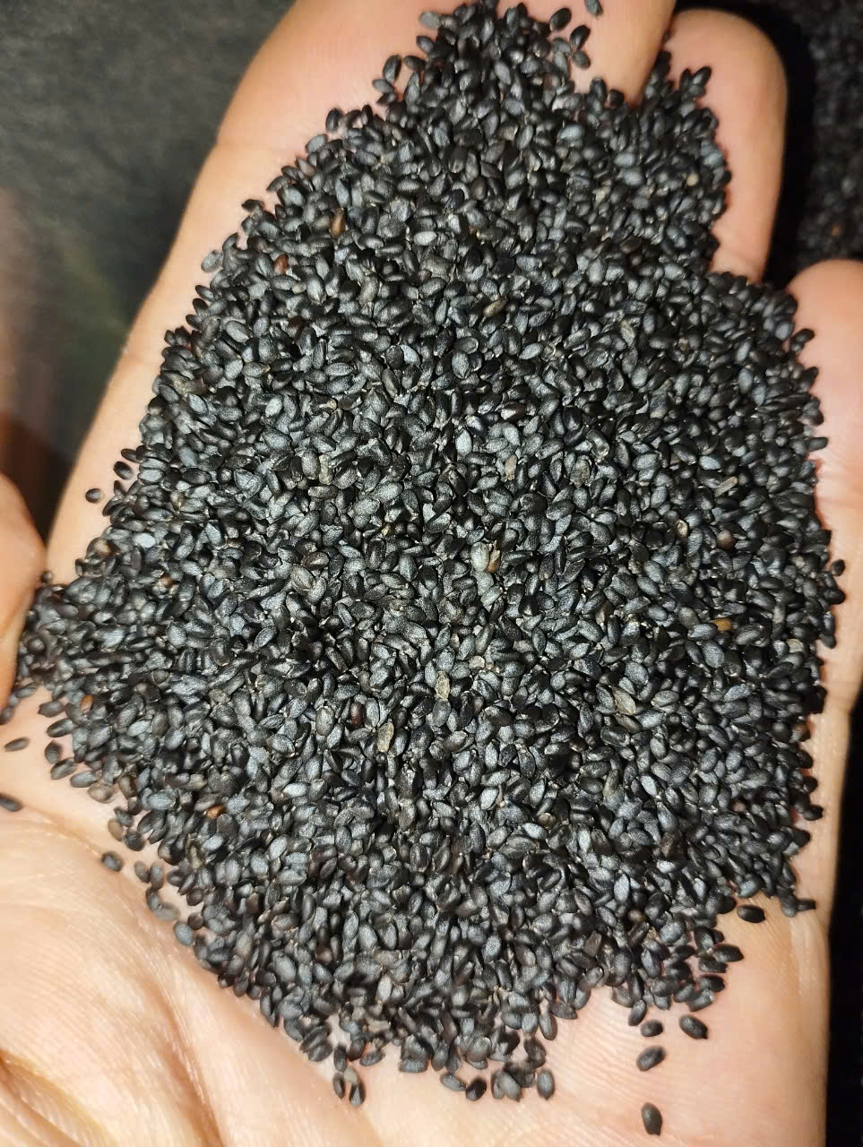 1KG Hạt É Hữu Cơ Hạt é Xuất khẩu hàng chuẩn đẹp nông sản giá sỉ _ hạt é giá sỉ _ hạt é giá rẻ Trà hạt é _ Sinh tố hạt é