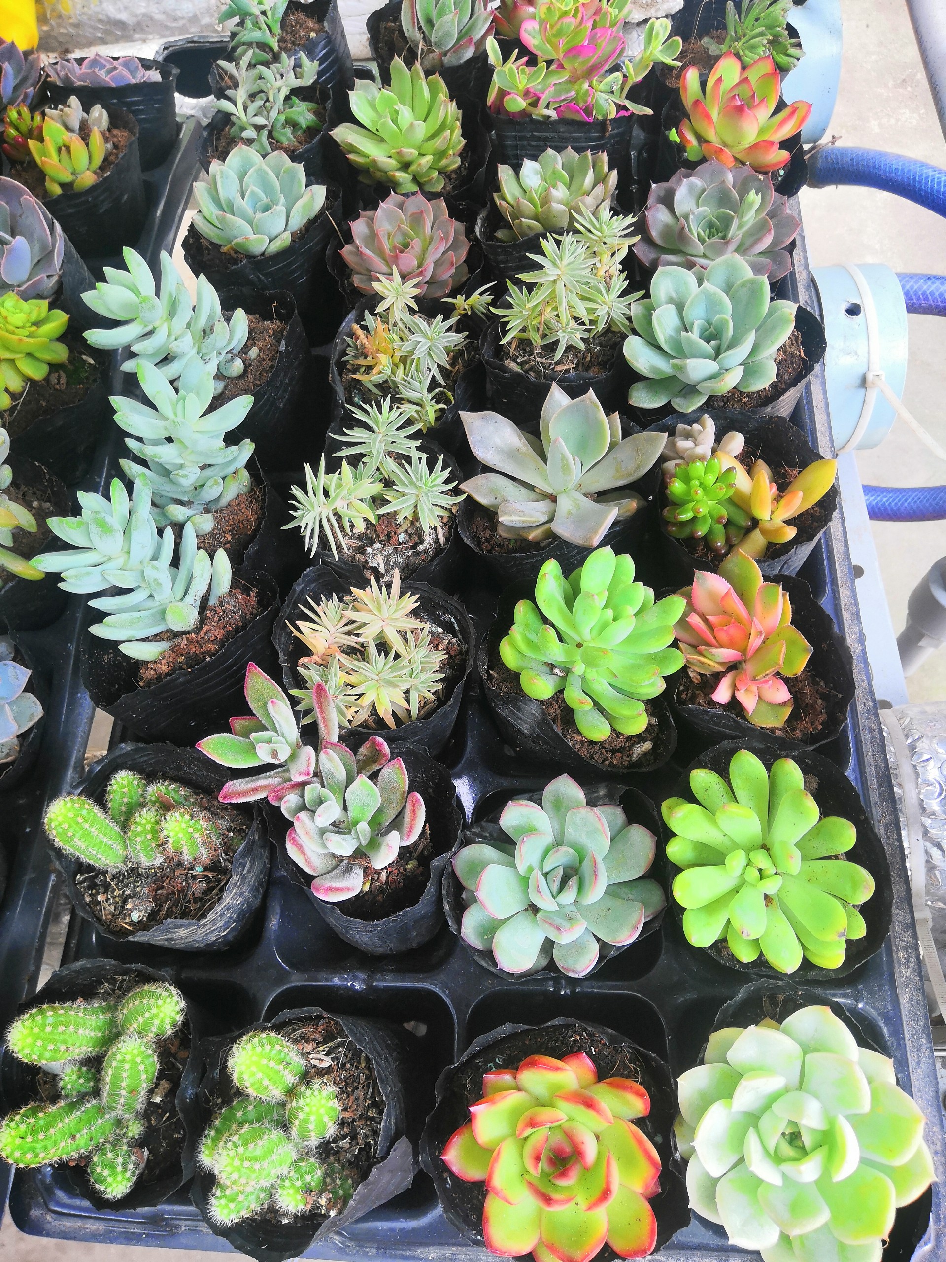 combo 5 cây sen đá khác loại to đẹp ( cây trong bịch 8CM) thuần khí hậu nóng -trồng được mọi vùng miền việt nam