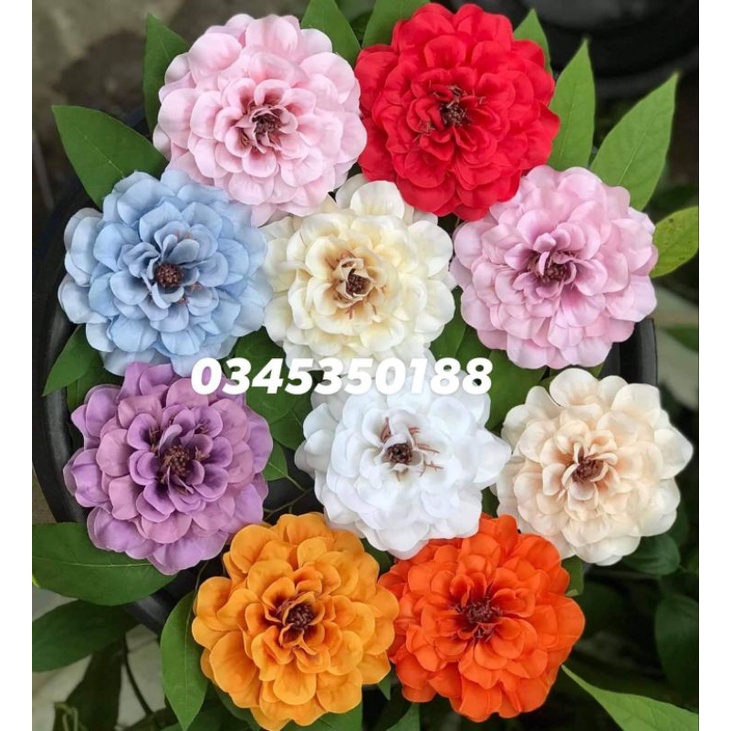 Combo 10 bông hoa thược dược cao cấp bông size đại