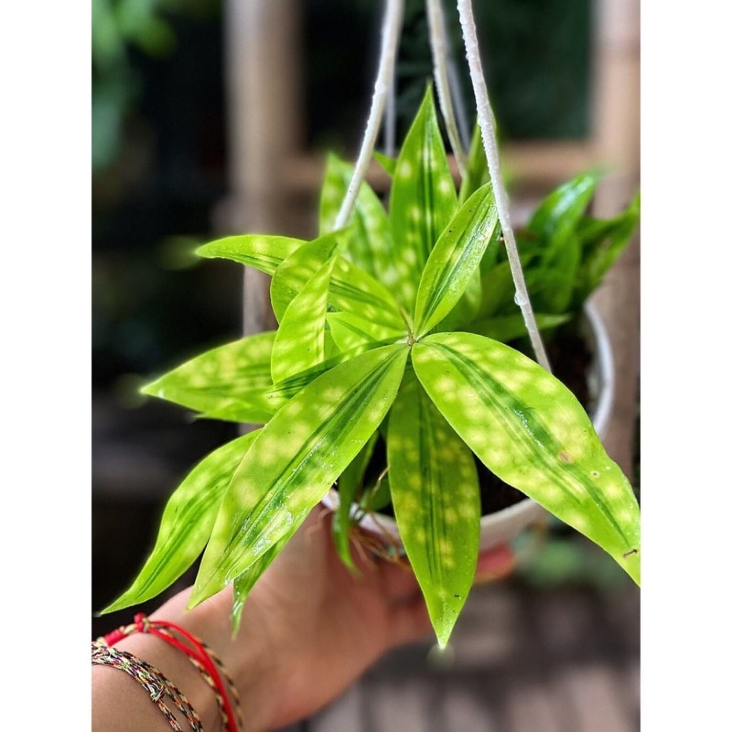Cây Dracaena Golden Milky chậu treo bí ngô