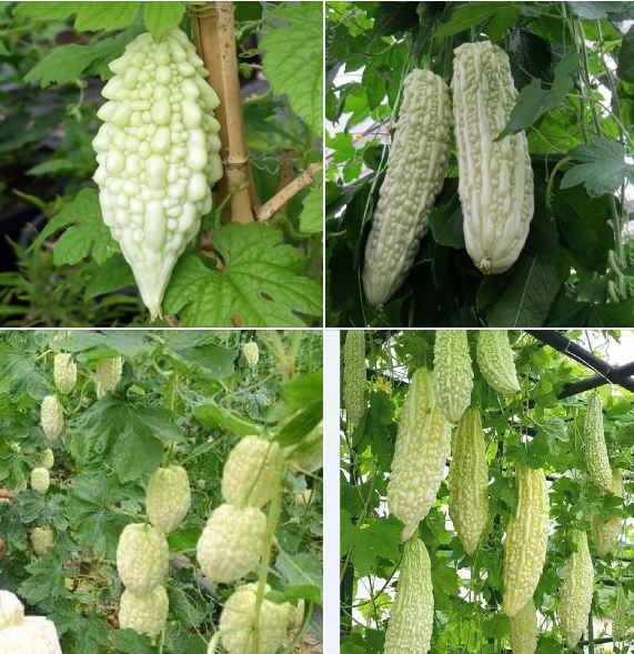 " Gói 5 "Hạt giống Khổ qua bạch tuyết F1 [Seeds]