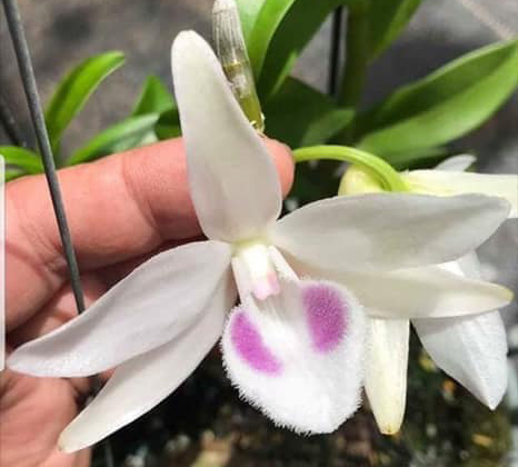 Phi Điệp Hồng Lạng Sơn – 5 Cánh Trắng Lạng Sơn hàng giống