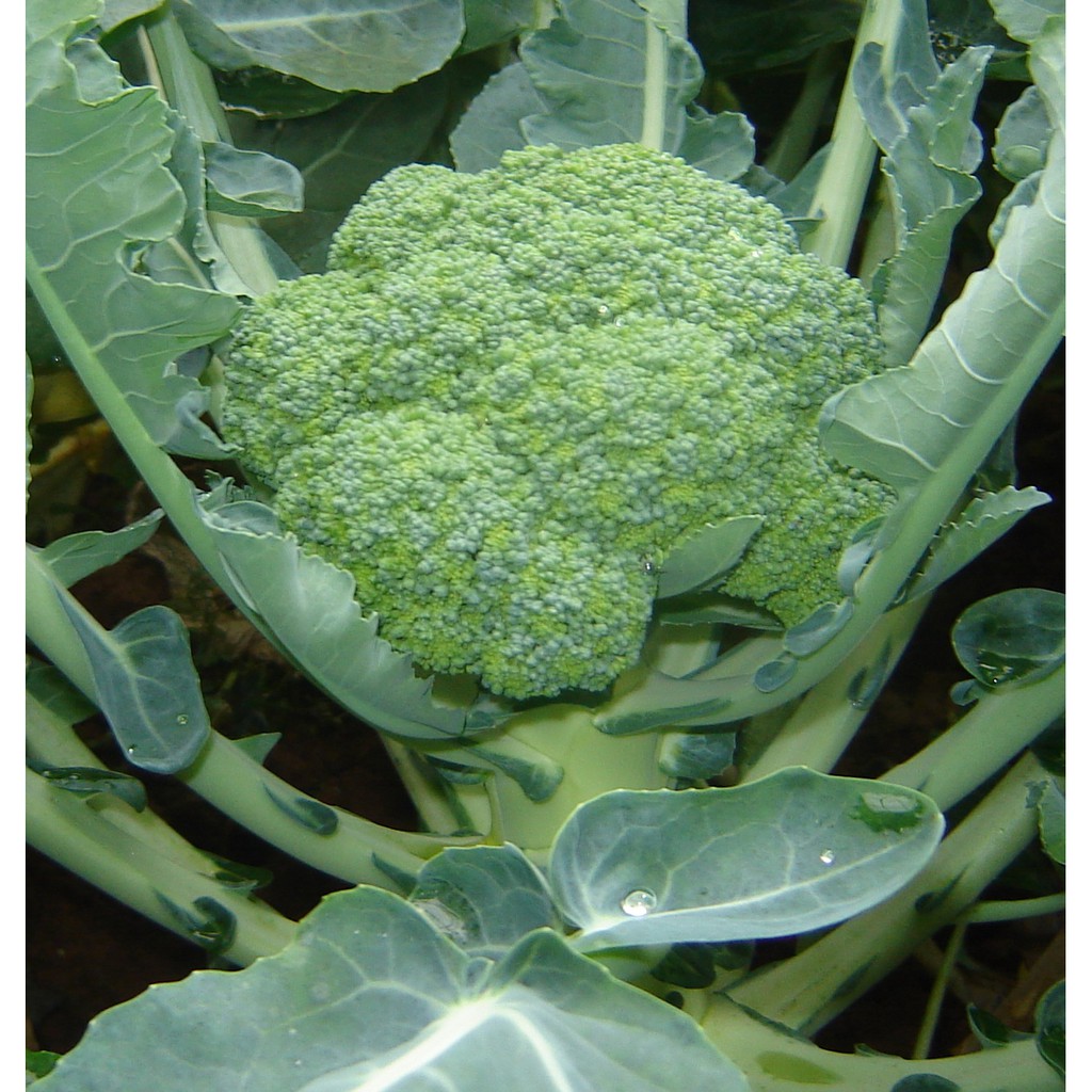 Hạt giống rau súp lơ xanh thủy canh bốn mùa - 0.5gr